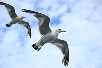 Two Seagulls Flying Against Blue Sky with Clouds