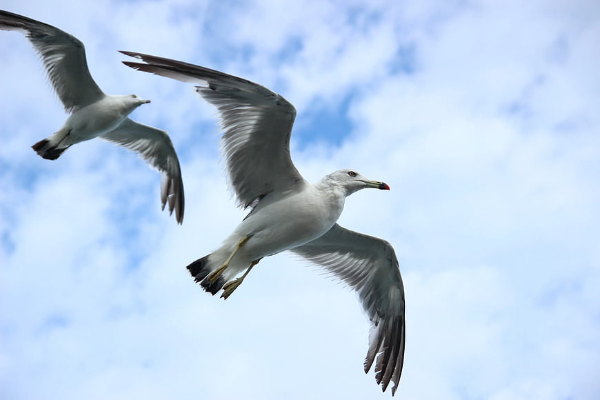 Two Seagulls Flying Against Blue Sky with Clouds