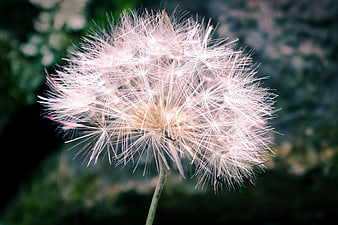 Close-up of a delicate dandelion seed head against a blurred background
