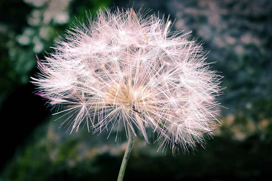 Close-up of a delicate dandelion seed head against a blurred background