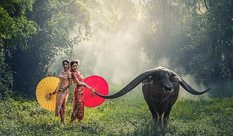 Two women in traditional dress with water buffalo in misty forest