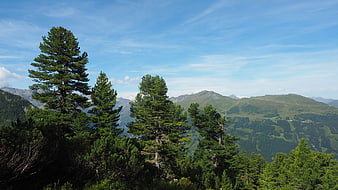 Scenic Alpine Mountain Landscape with Pine Trees and Blue Sky