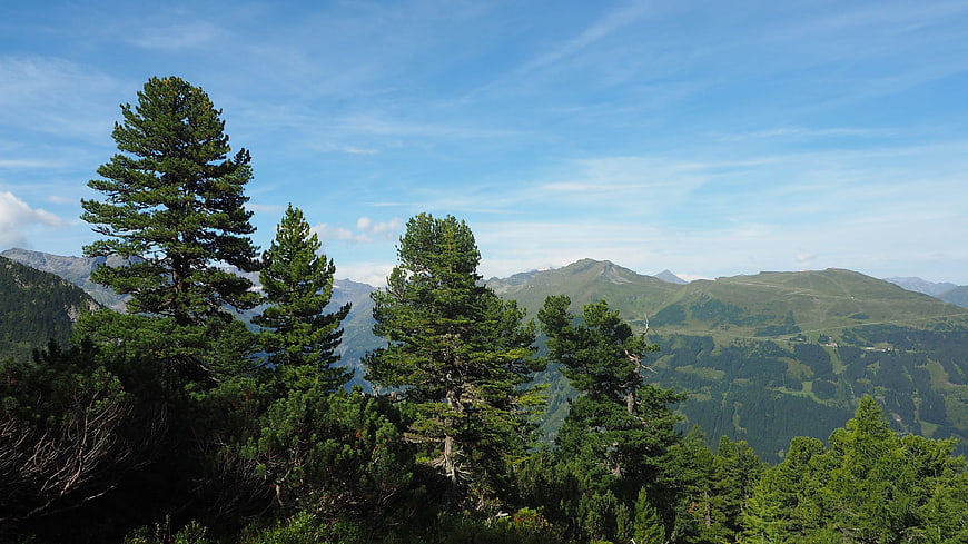 Scenic Alpine Mountain Landscape with Pine Trees and Blue Sky