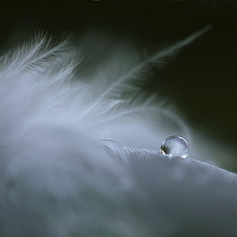 Macro shot of water droplet on white feather