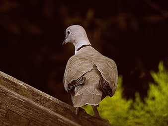 Collared Dove Perched on Wooden Fence
