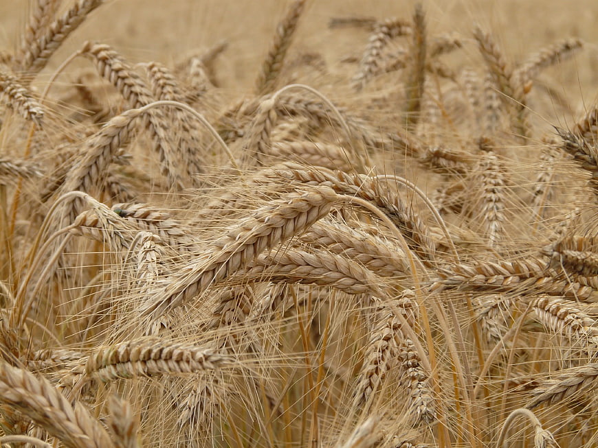 Close-up of ripe golden wheat ears in a field