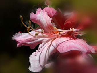 Close-up of Pink Azalea Flower with Stamen