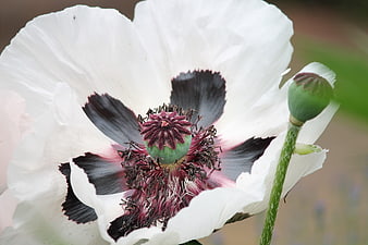 White Poppy Flower Close Up With Dark Center And Green Bud