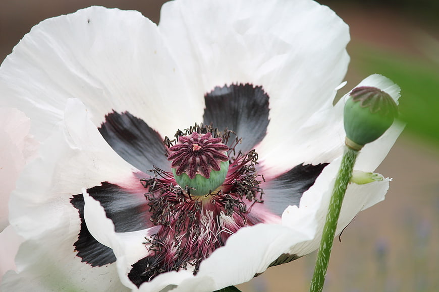White Poppy Flower Close Up With Dark Center And Green Bud