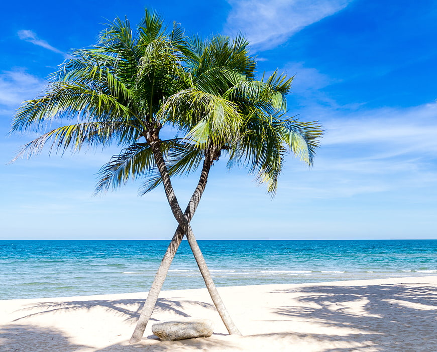 Two crossed palm trees on a tropical beach with blue ocean