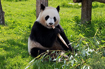 Giant Panda Eating Bamboo in Grassy Field