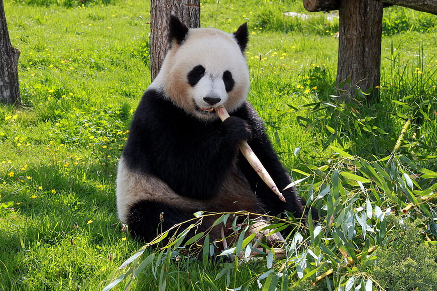 Giant Panda Eating Bamboo in Grassy Field