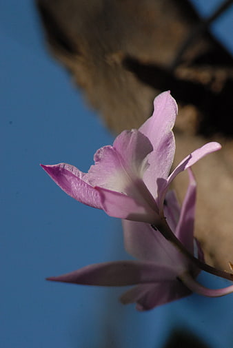 Close-up of delicate pink orchid flower against blue sky