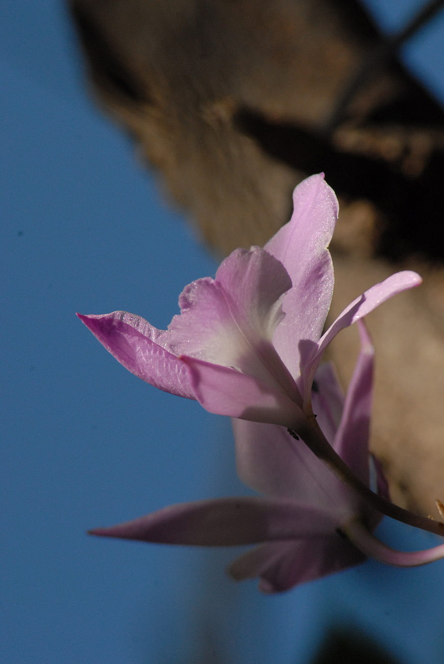 Close-up of delicate pink orchid flower against blue sky