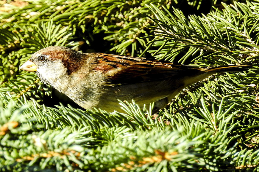 Male House Sparrow Perched on Green Pine Branch