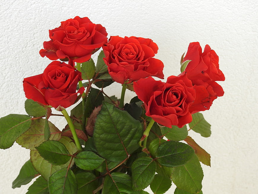 Vibrant Red Roses with Green Leaves on White Background