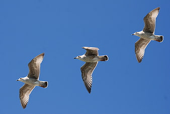 Three Seagulls Flying in Formation Against Blue Sky