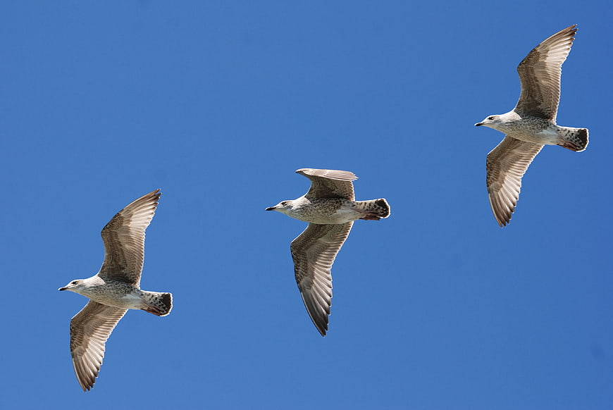 Three Seagulls Flying in Formation Against Blue Sky