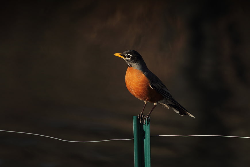 American Robin perched on a fence post in golden light
