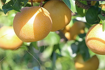 Ripe Yellow Pears Hanging on Tree Branch in Sunlight