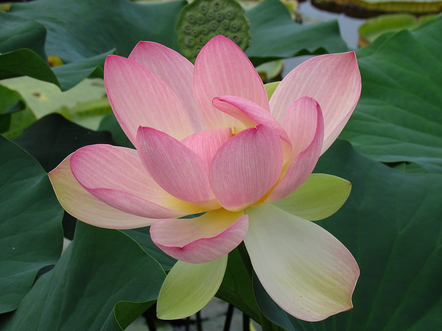 Pink Lotus Flower Blooming on Green Leaves
