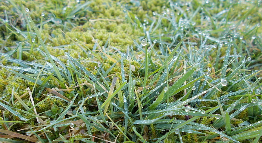 Close-up of green grass blades with morning dew drops