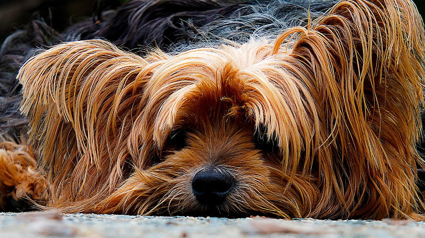 Close-up portrait of a resting Yorkshire Terrier dog