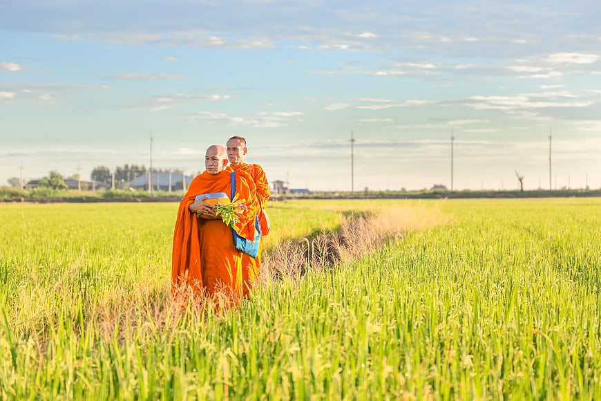 Two Buddhist Monks Walking Through Green Rice Paddy Field