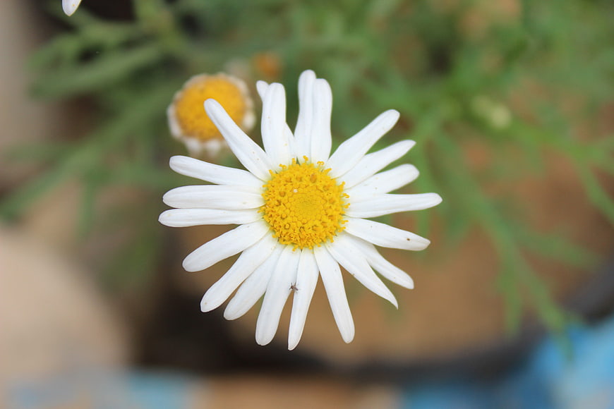 Close-up of a white daisy with yellow center and blurred green background