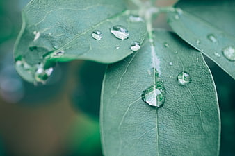Close-up of green leaves with water droplets