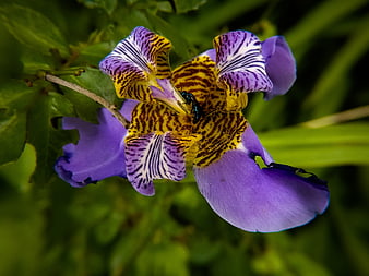 Close-up of Purple and Yellow Wildflower with Intricate Patterns