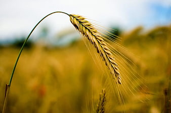 Close-up of Golden Rye Head in Field