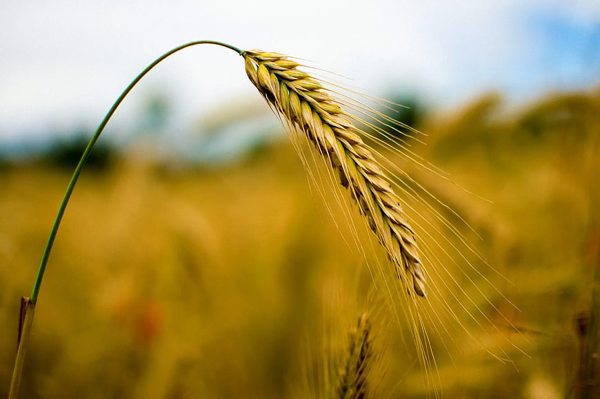 Close-up of Golden Rye Head in Field