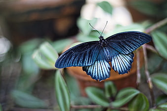Blue Morpho Butterfly on Green Leaves