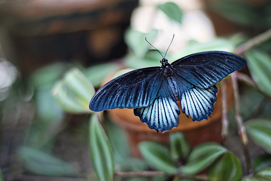 Blue Morpho Butterfly on Green Leaves