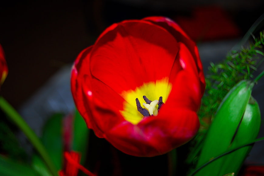 Close-up of a vibrant red tulip with yellow center
