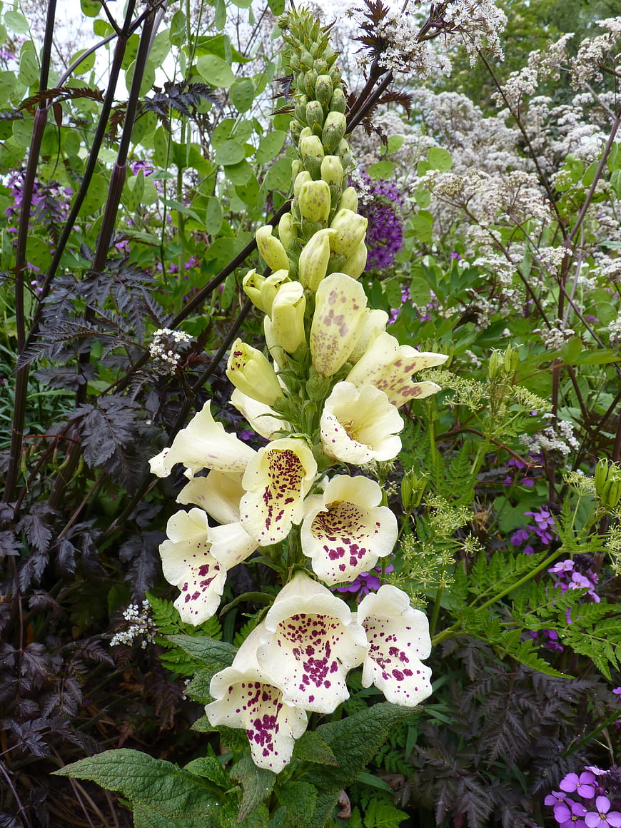 Yellow Spotted Foxglove Flowers in a Lush Garden