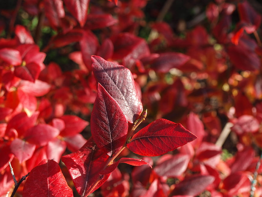 Close-up of vibrant red autumn leaves in sunlight