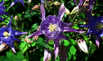Close-up of purple columbine flower in garden