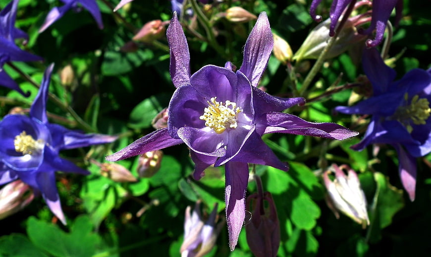 Close-up of purple columbine flower in garden