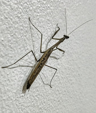 Close-up of a brown praying mantis on a textured white wall