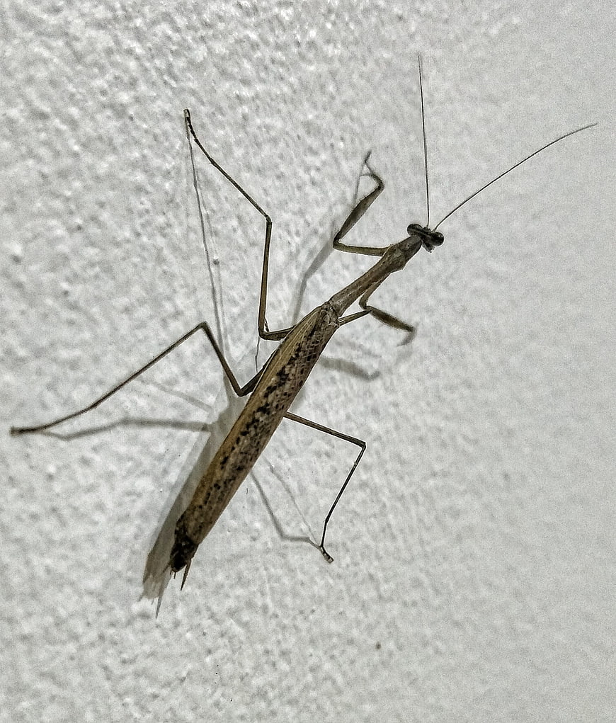 Close-up of a brown praying mantis on a textured white wall