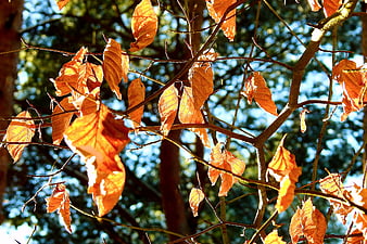 Sunlit orange autumn leaves on tree branches against blue sky