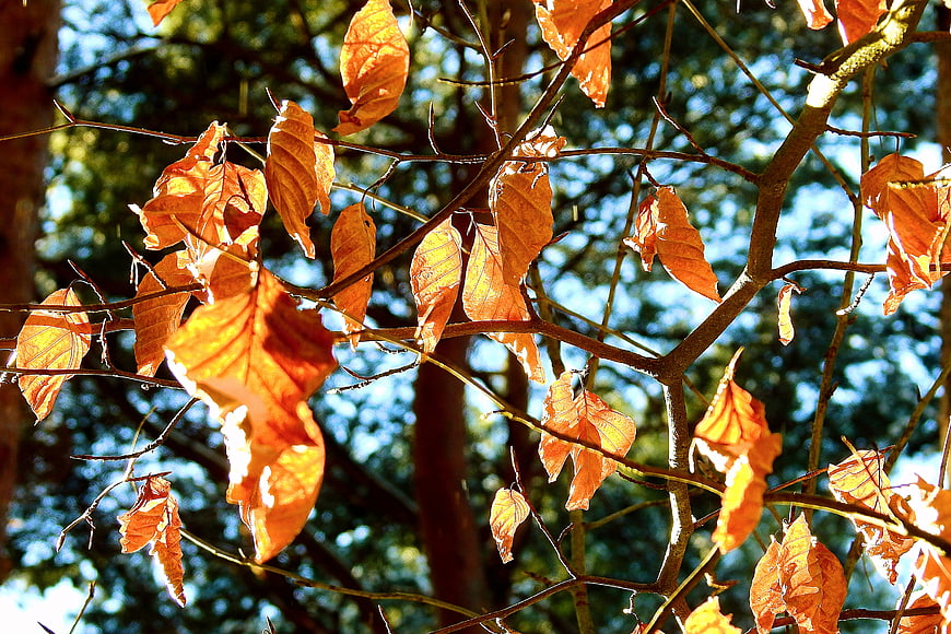 Sunlit orange autumn leaves on tree branches against blue sky