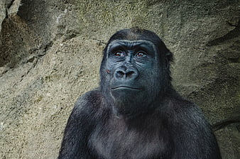 Close-up portrait of a contemplative gorilla face
