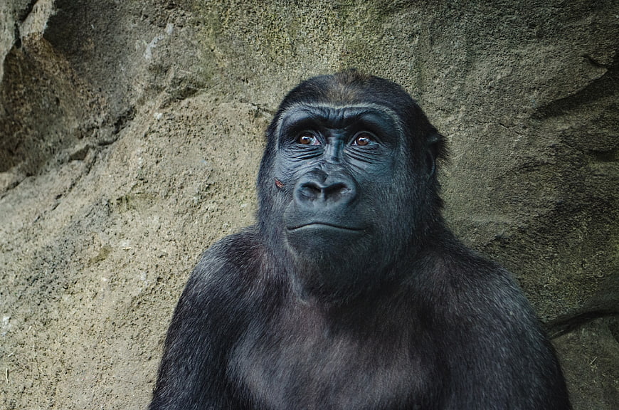 Close-up portrait of a contemplative gorilla face