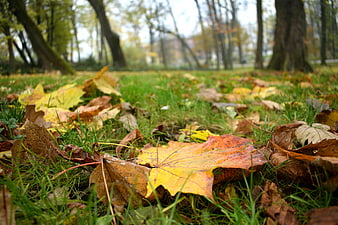 Close-up of colorful autumn leaves on green grass in a park