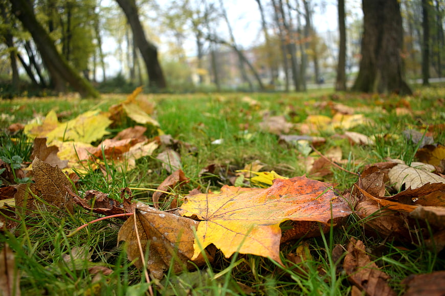 Close-up of colorful autumn leaves on green grass in a park