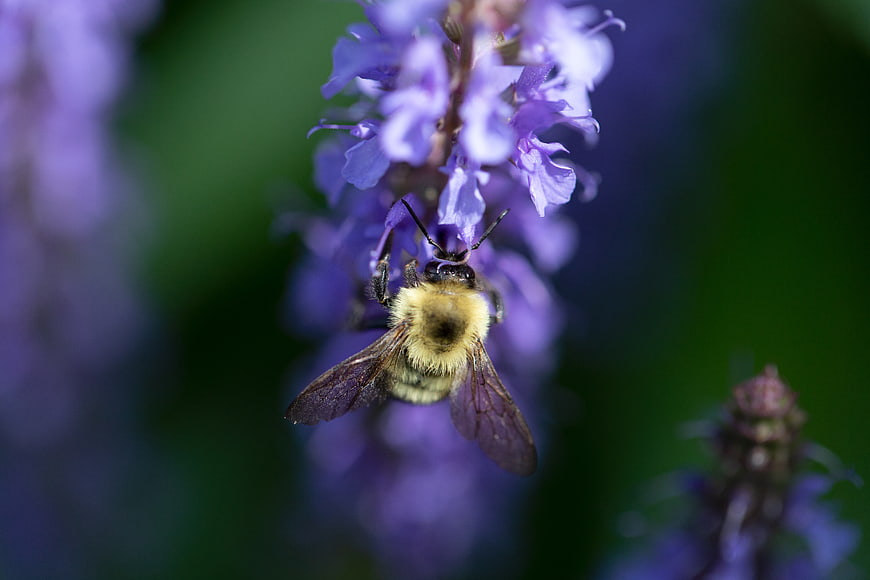 Bumblebee Pollinating Purple Salvia Flower Macro