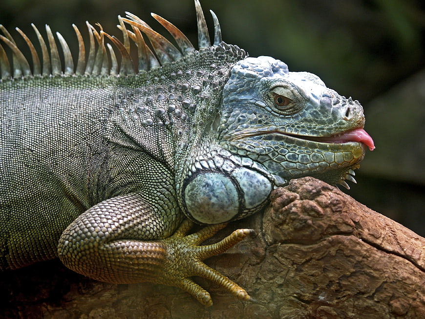Close-up of a Green Iguana Resting on a Tree Branch